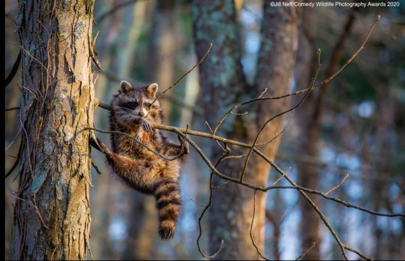 raccoon hanging on the branch of a tree