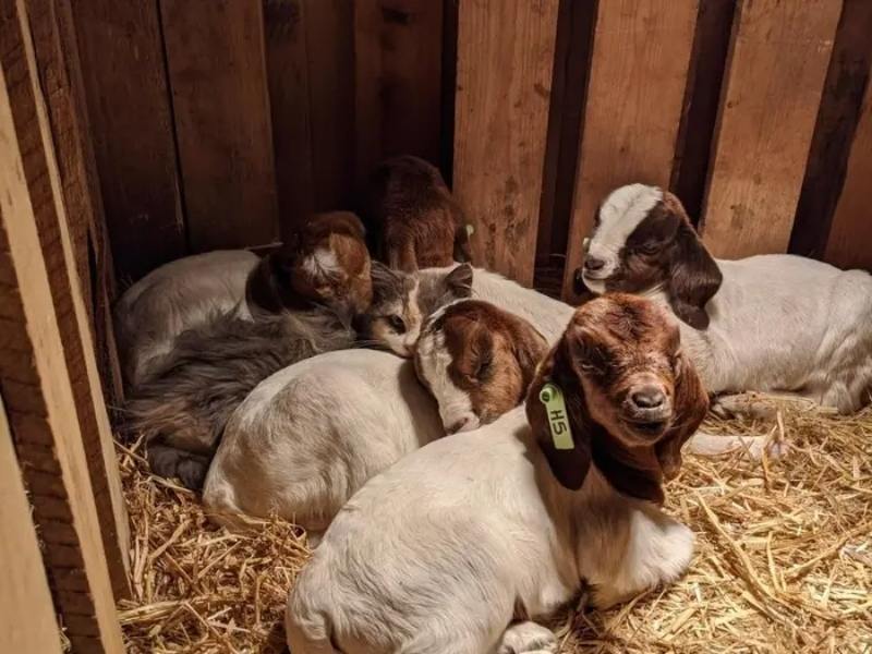 cat snuggled with baby goats