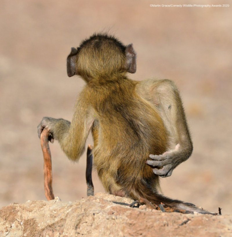 monkey - funny animal pictures