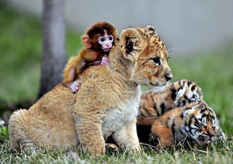 lion cub, tiger, monkey