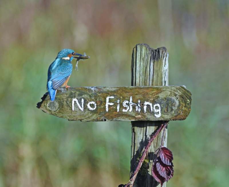 no fishing - funny animal pictures