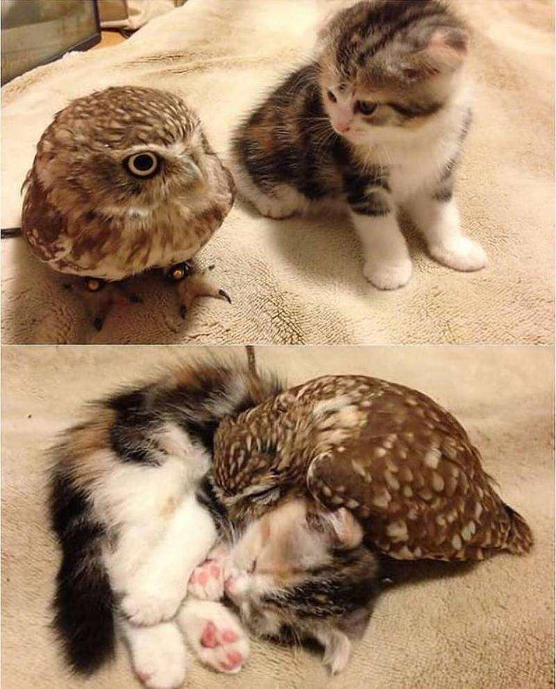 animal friendships 