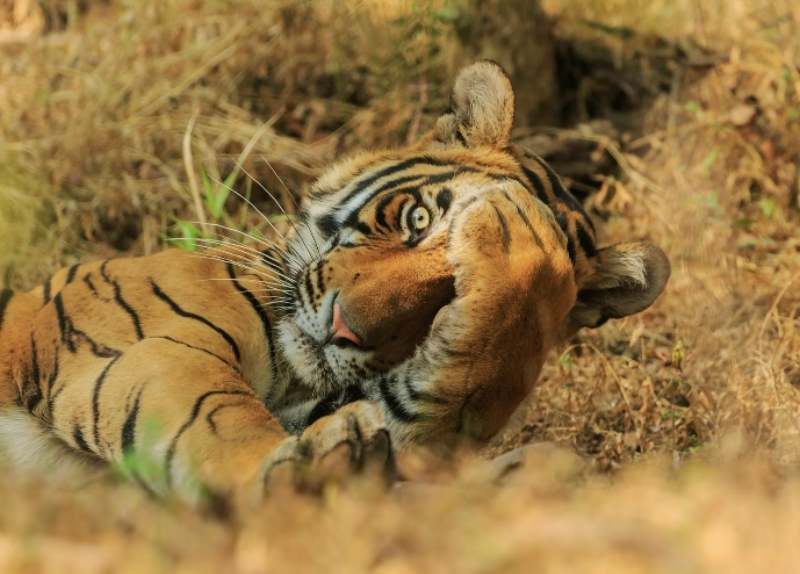 tiger playing peek-a-boo