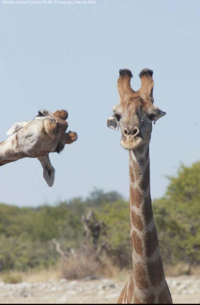 giraffe photobombing the other