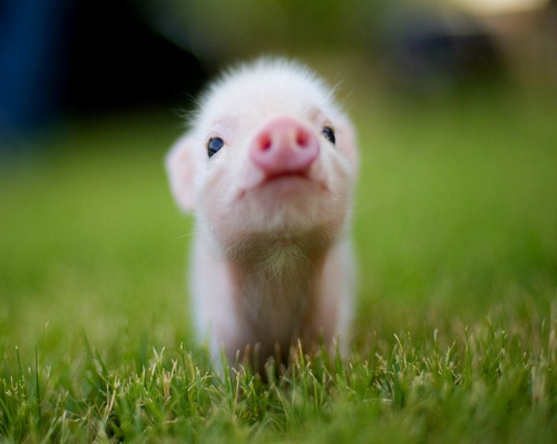 piglet, cutest baby animals