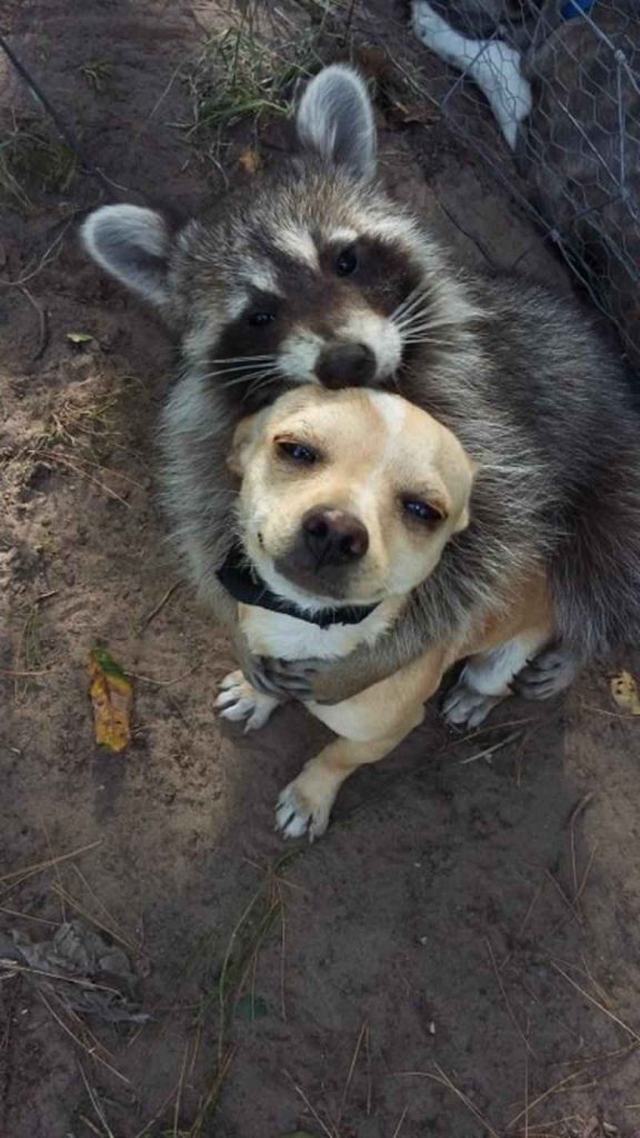 raccoon and dog, animal friends, cute animals 