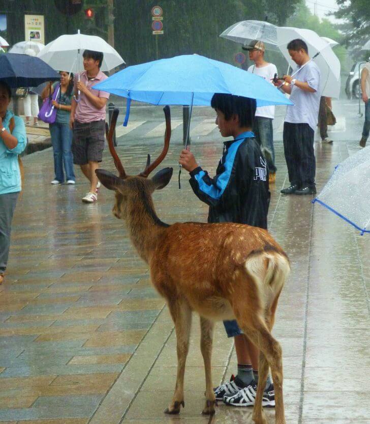 boy holds an umbrella for a deer
