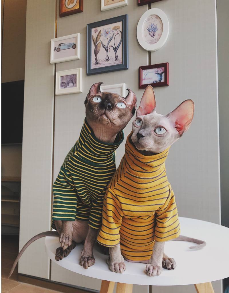 sphinx cat sweaters, singles day sale, pet lovers 