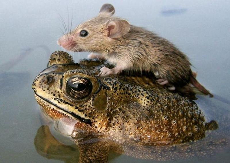 toad and mouse piggybacking