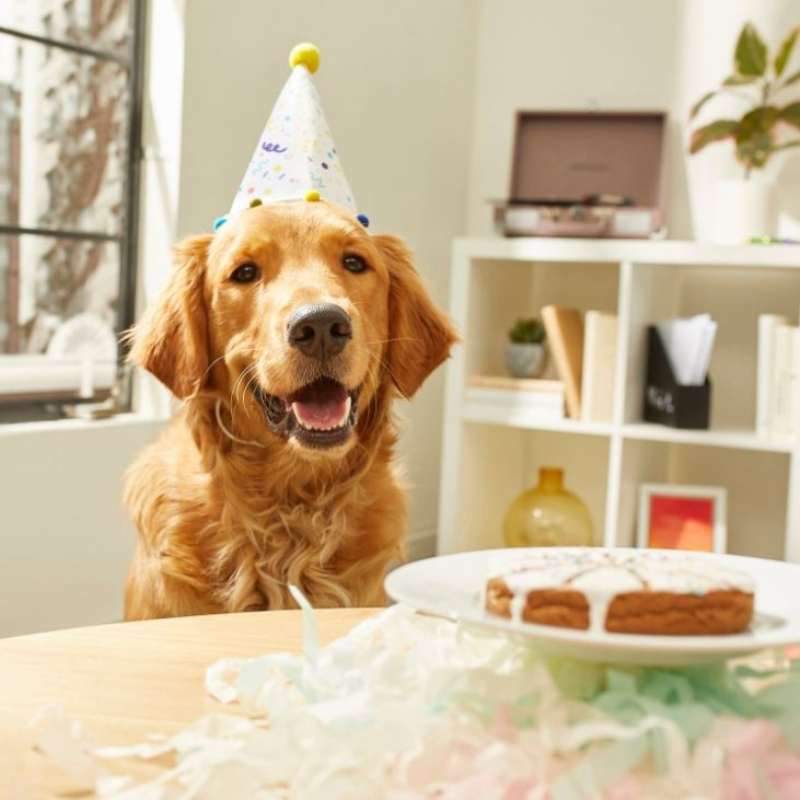 Frisco Confetti Dog Birthday Hat