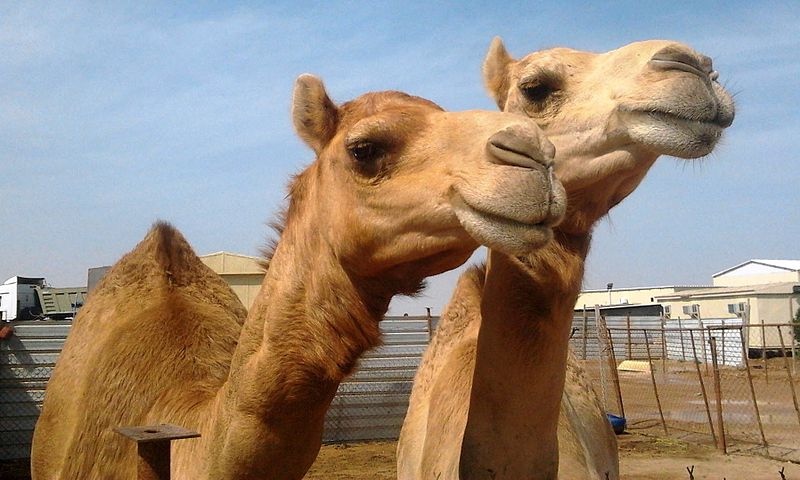 Saudi Arabia imports camel