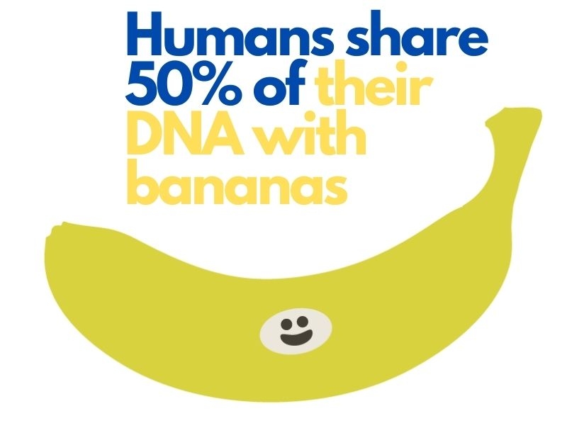 Human share 50% of banana dna