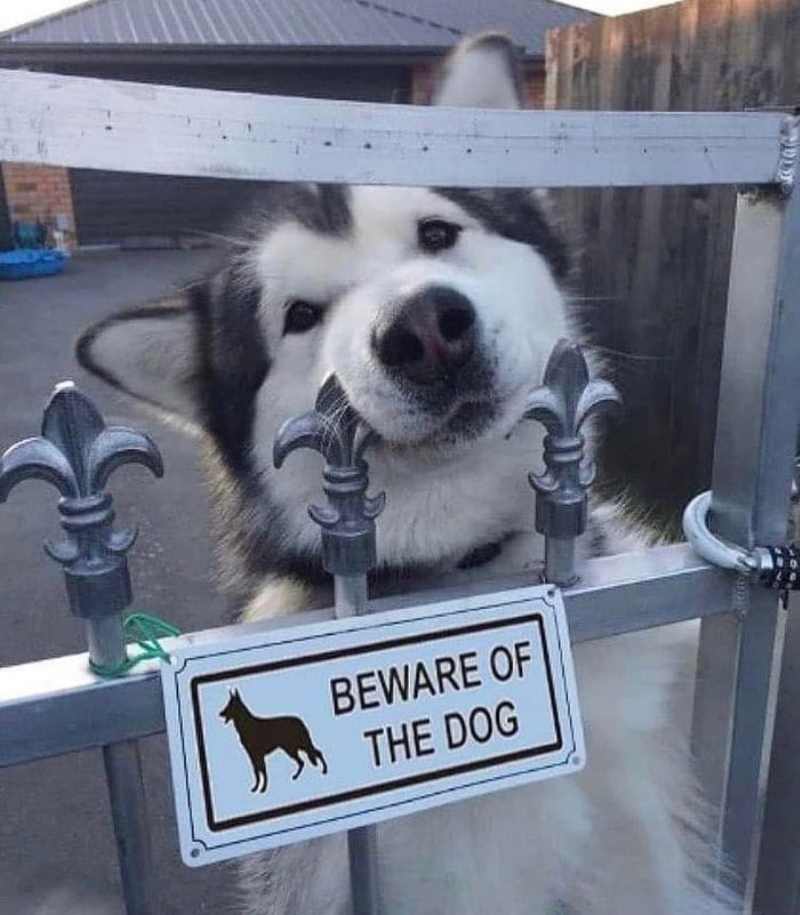 Beware of the dog