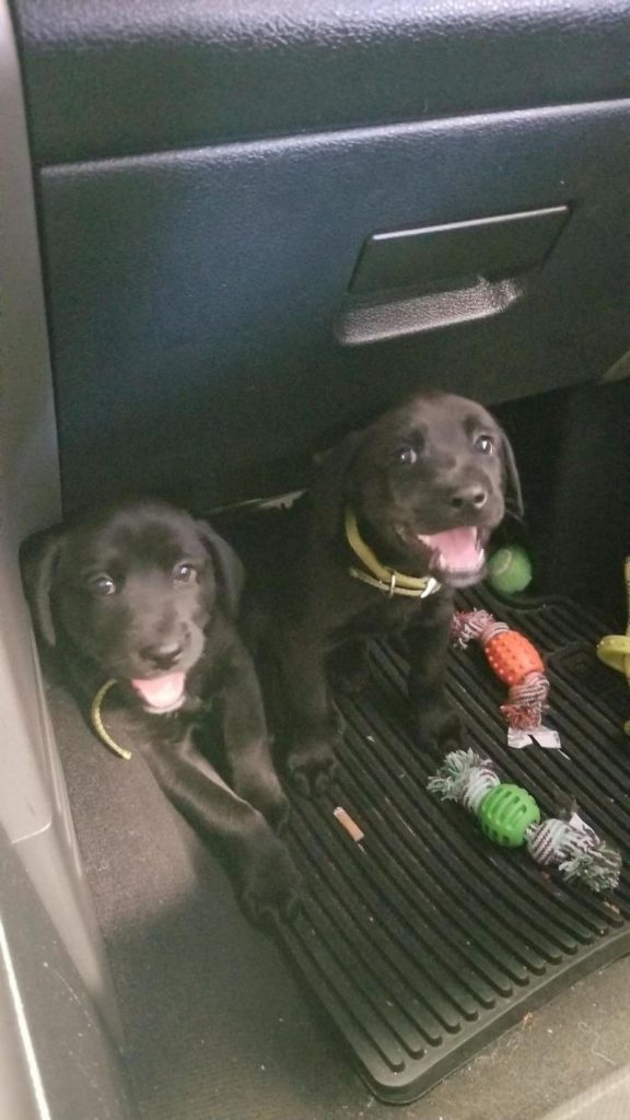 car mechanic dogs