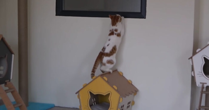 cat standing on a small house