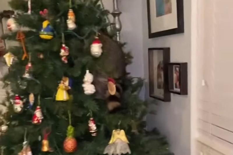 woman finds raccoon on christmas tree