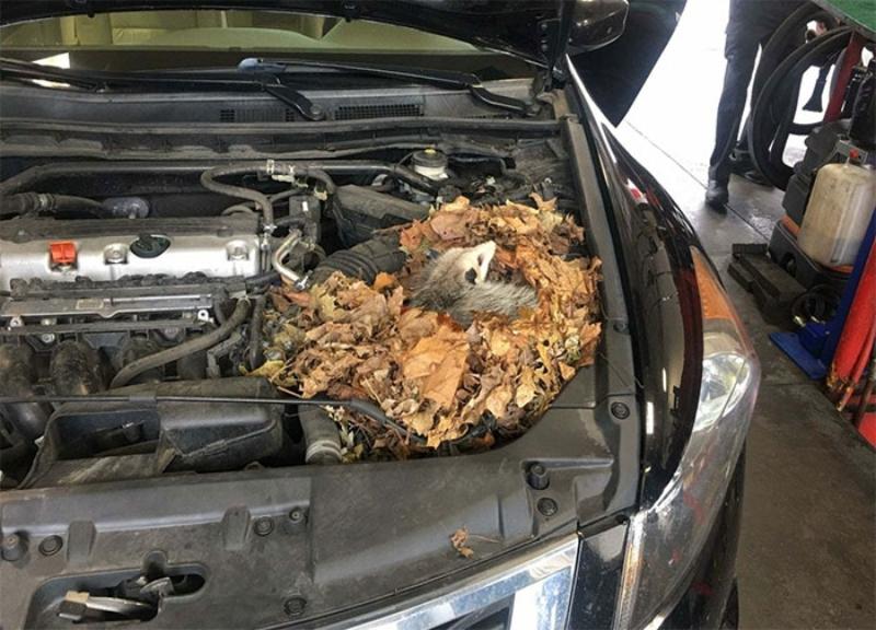 crazy-car-repair-stories-animal in the hood