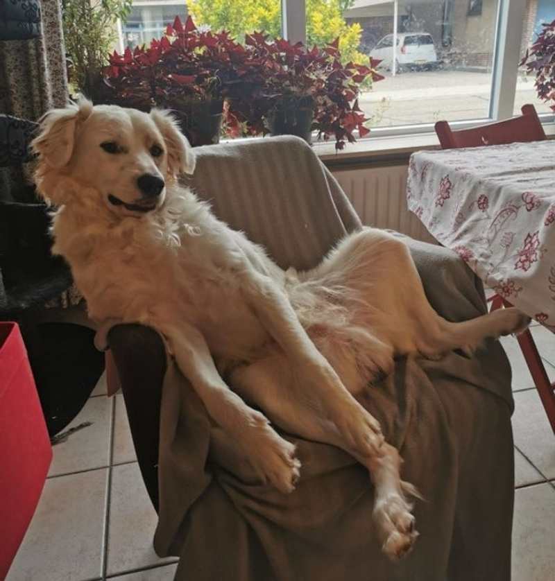 dog sitting in a weird position