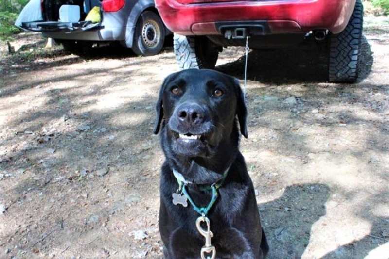 dog posing for pictures