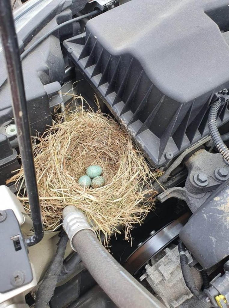 nest in the hood