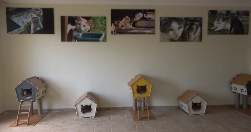 Small cat rooms 