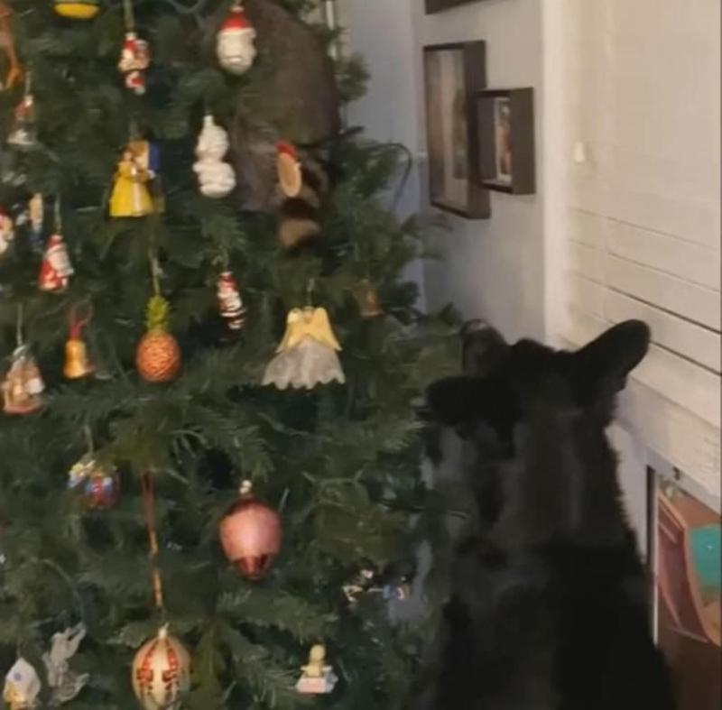 woman finds raccoon on christmas tree