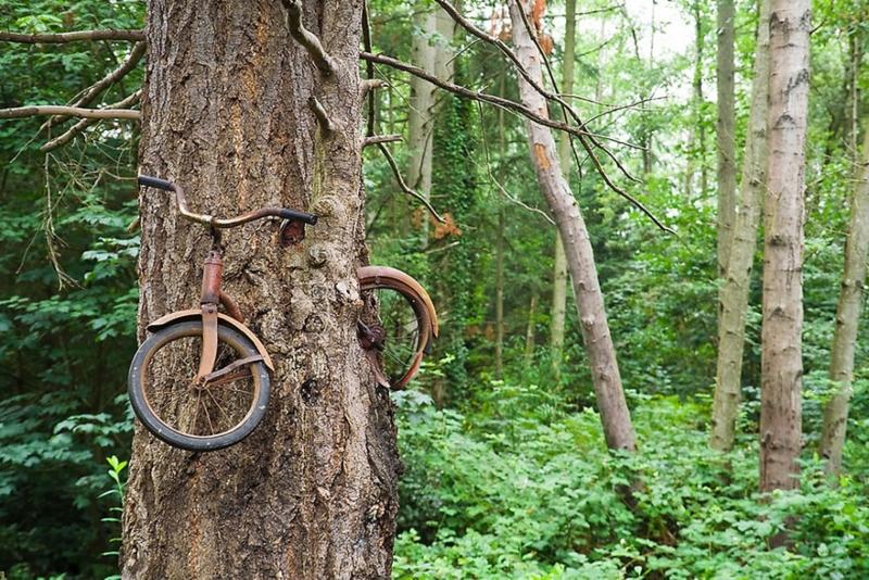 Bicycle Eaten by A Tree