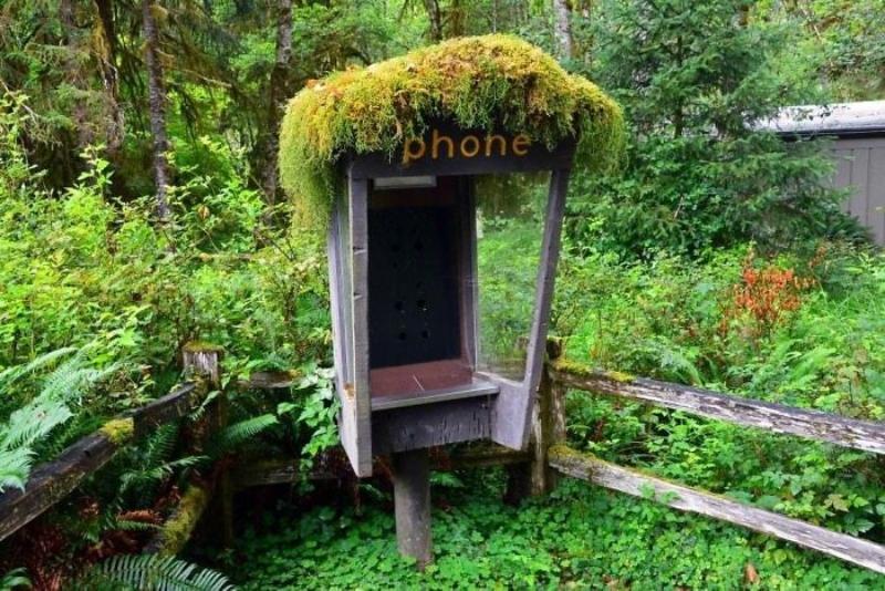 Mossy Phone Booth
