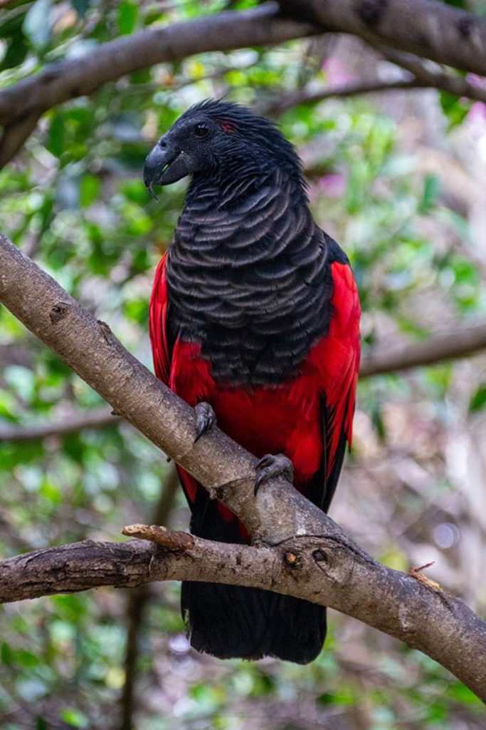 Pesquets-dracula-parrots-birds-new-guinea-1