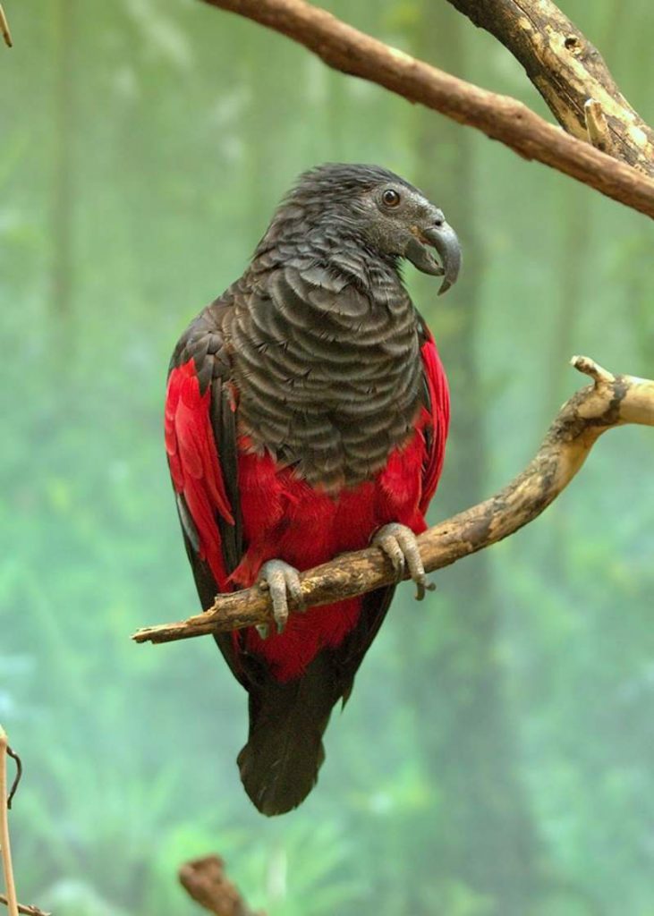 Pesquets-dracula-parrots-birds-new-guinea 2