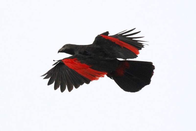 Pesquets-dracula-parrots-birds-new-guinea-3