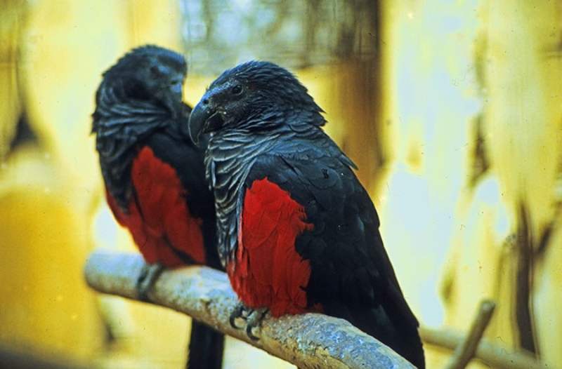 Pesquets-dracula-parrots-birds-new-guinea-4