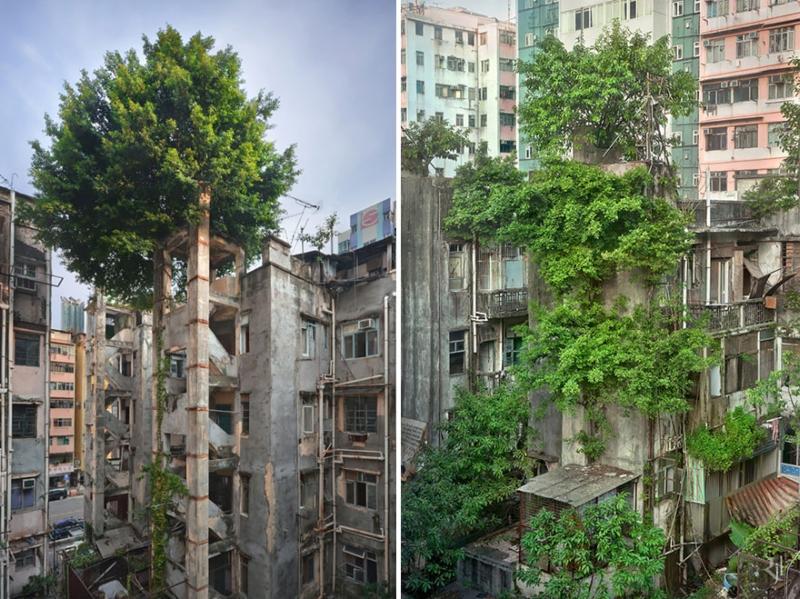 Trees Taking Over Concrete