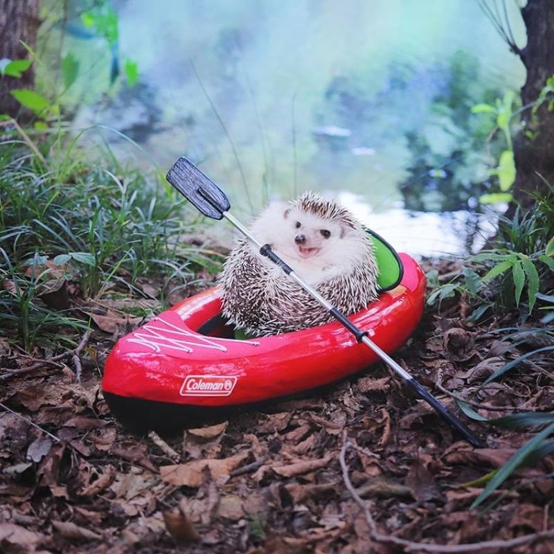 Azuki the hedgehog kayaking