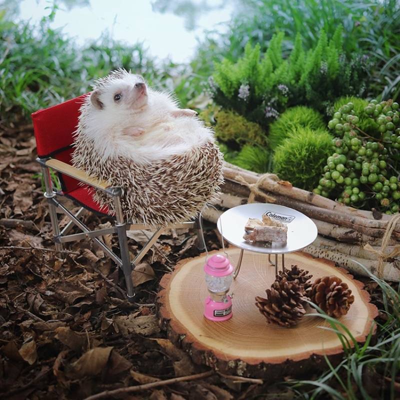 Azuki the hedgehog