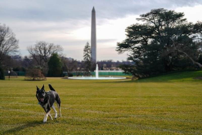 champ and major biden 3