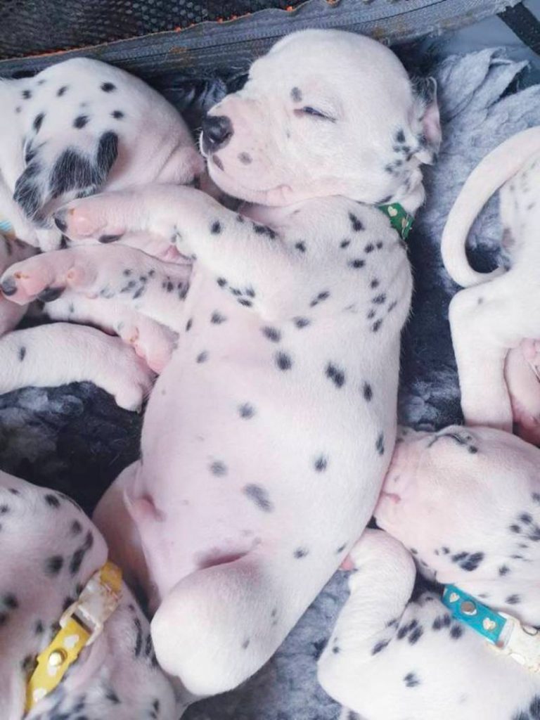 Vet Said This Dalmatian Will Have 20 Puppies, She Ends Up Giving ...
