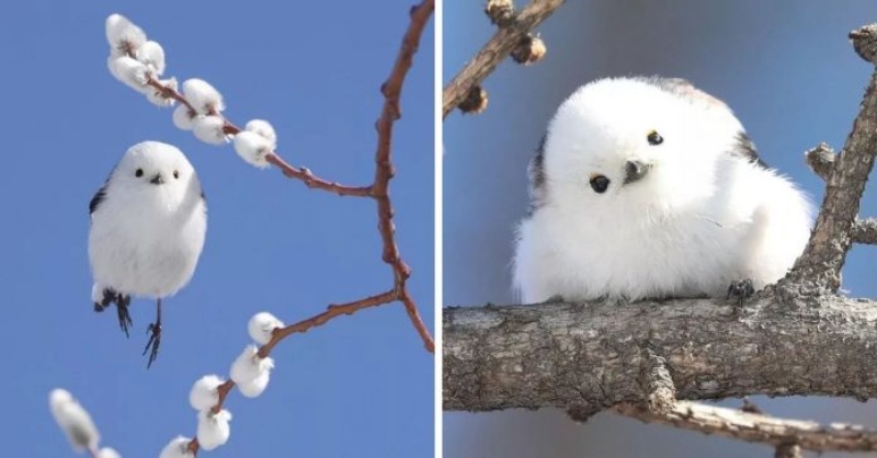 cotton candy bird - shima-enaga