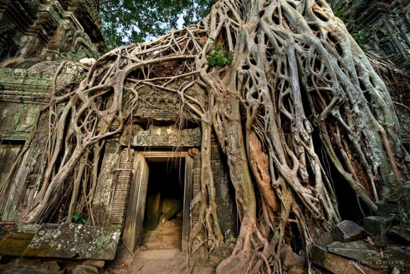 Tree Roots Encapsulate Old Temple Ruins