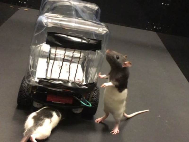 rats learning how to drive