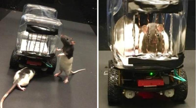 rats-learn-how-to-drive-cars-5