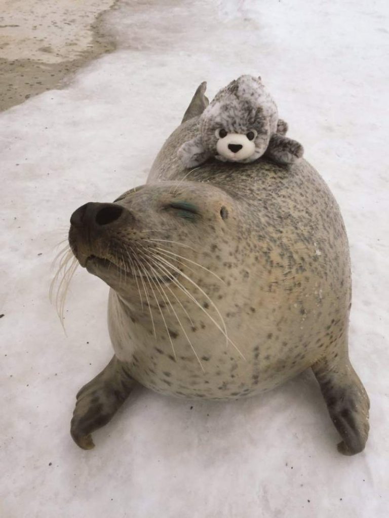 seal-hugs-plush-toy-1