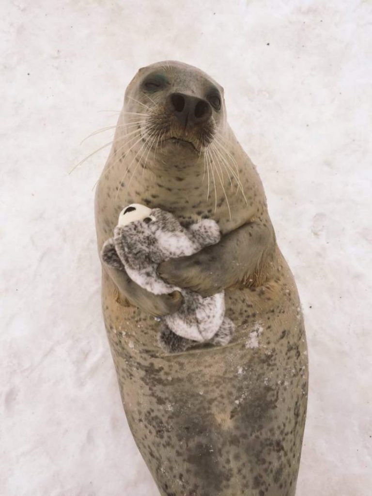 seal-hugs-plush-toy-2