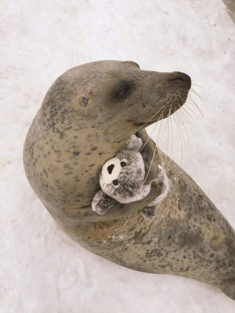 seal-hugs-plush-toy-3