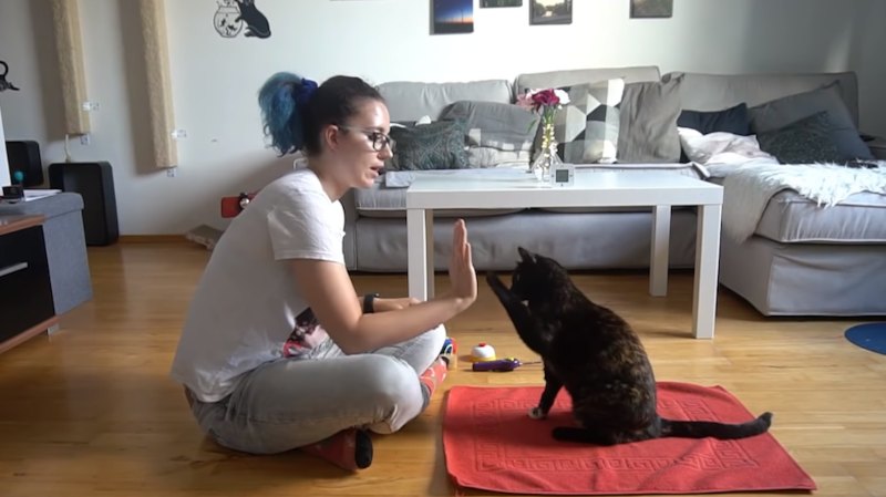 cat performs tricks