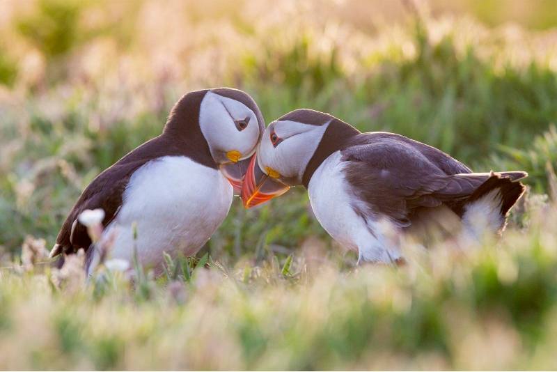 puffins fact