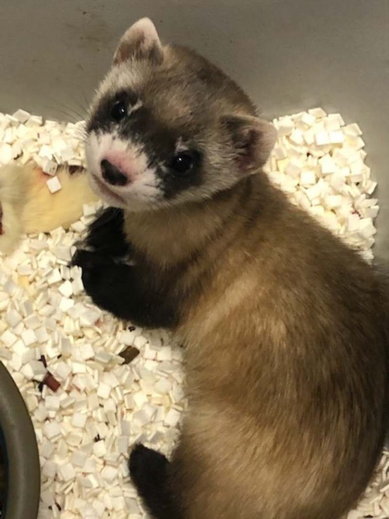 Scientists Have Successfully Cloned A Black-Footed Ferret That Was Dead 30 Years Ago