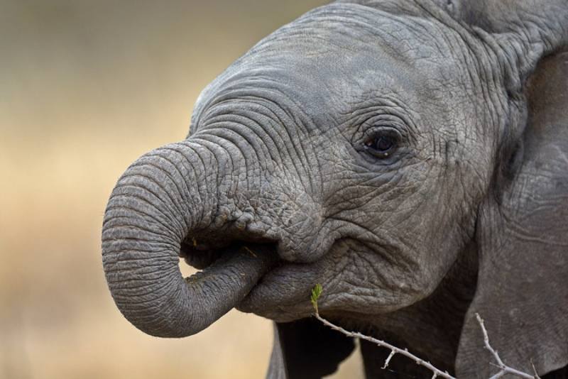 Animal facts, elephants
