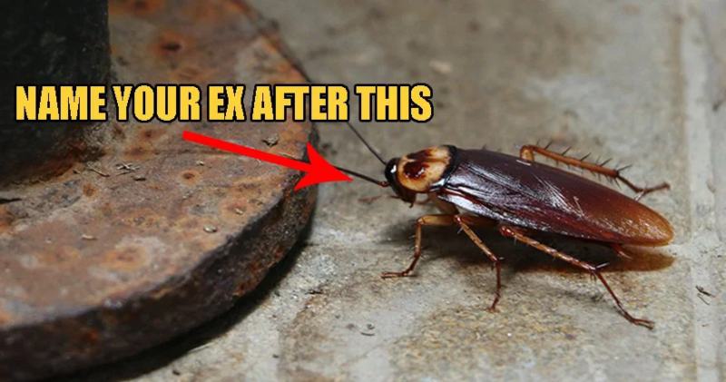 A Texas Zoo Allows You To Name Cockroaches & Rats After Them