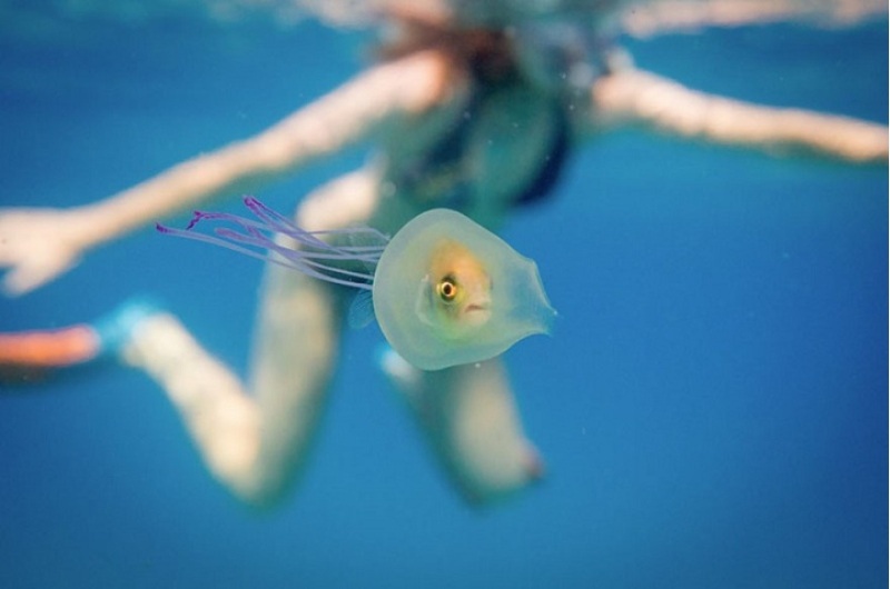 fish inside jellyfish